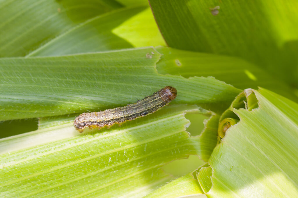 Attack of the hitchhiking armyworms